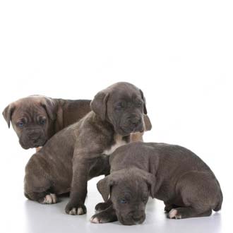 Cane Corso pups