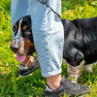 Jack Russell met bal