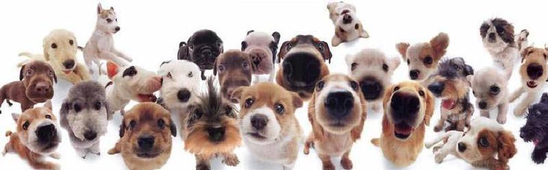 Puppies