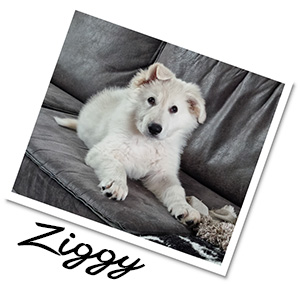Ziggy